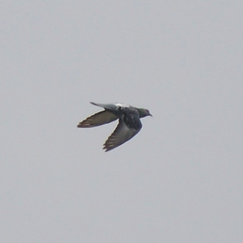 Rock Pigeon (Feral Pigeon) - ML86970601