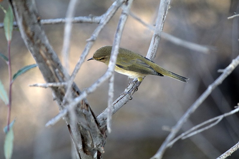 Common Chiffchaff - ML86971381