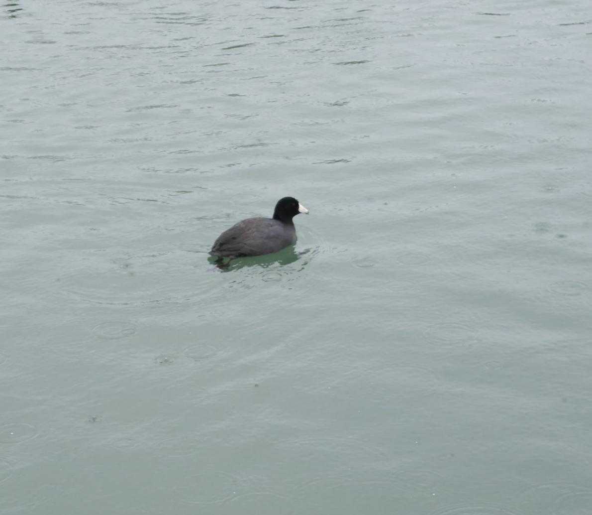 American Coot - Hai Lin Wang