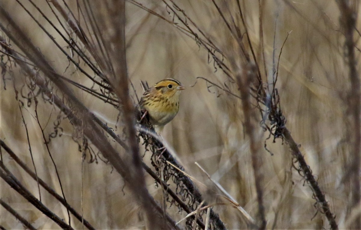 LeConte's Sparrow - ML86973151