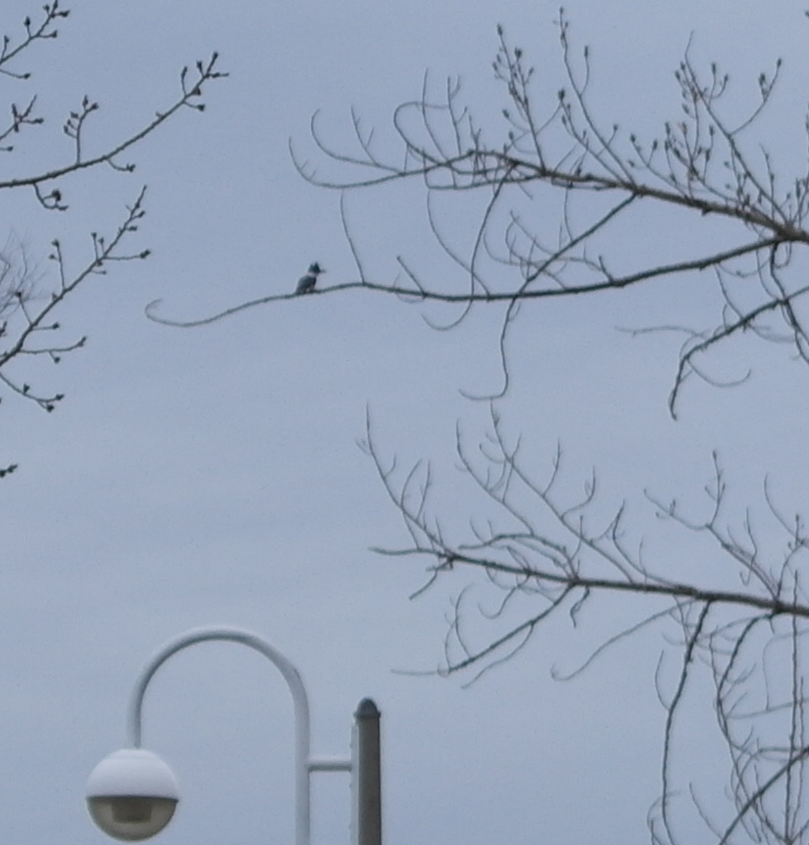 Belted Kingfisher - Hai Lin Wang