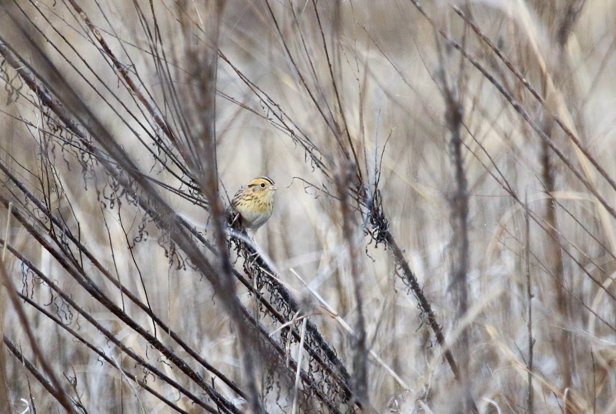 LeConte's Sparrow - ML86973211