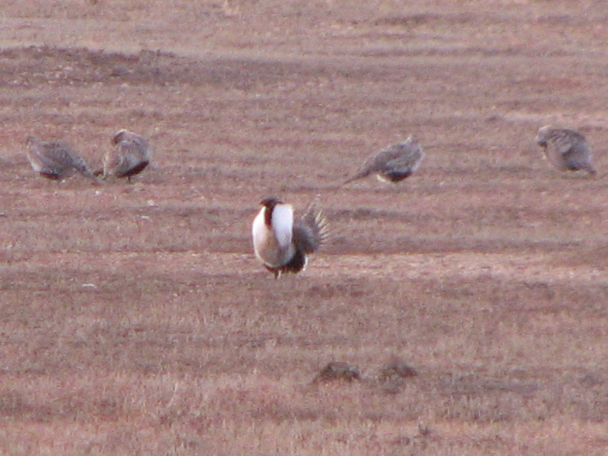 Greater Sage-Grouse - ML86976461