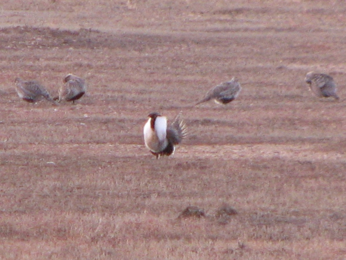 Beifußhuhn - ML86976461