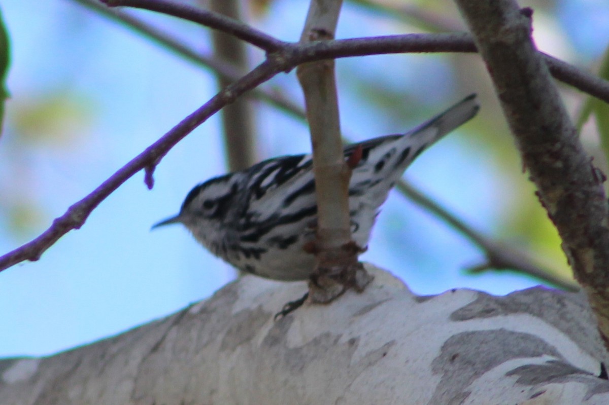 Black-and-white Warbler - ML86976481