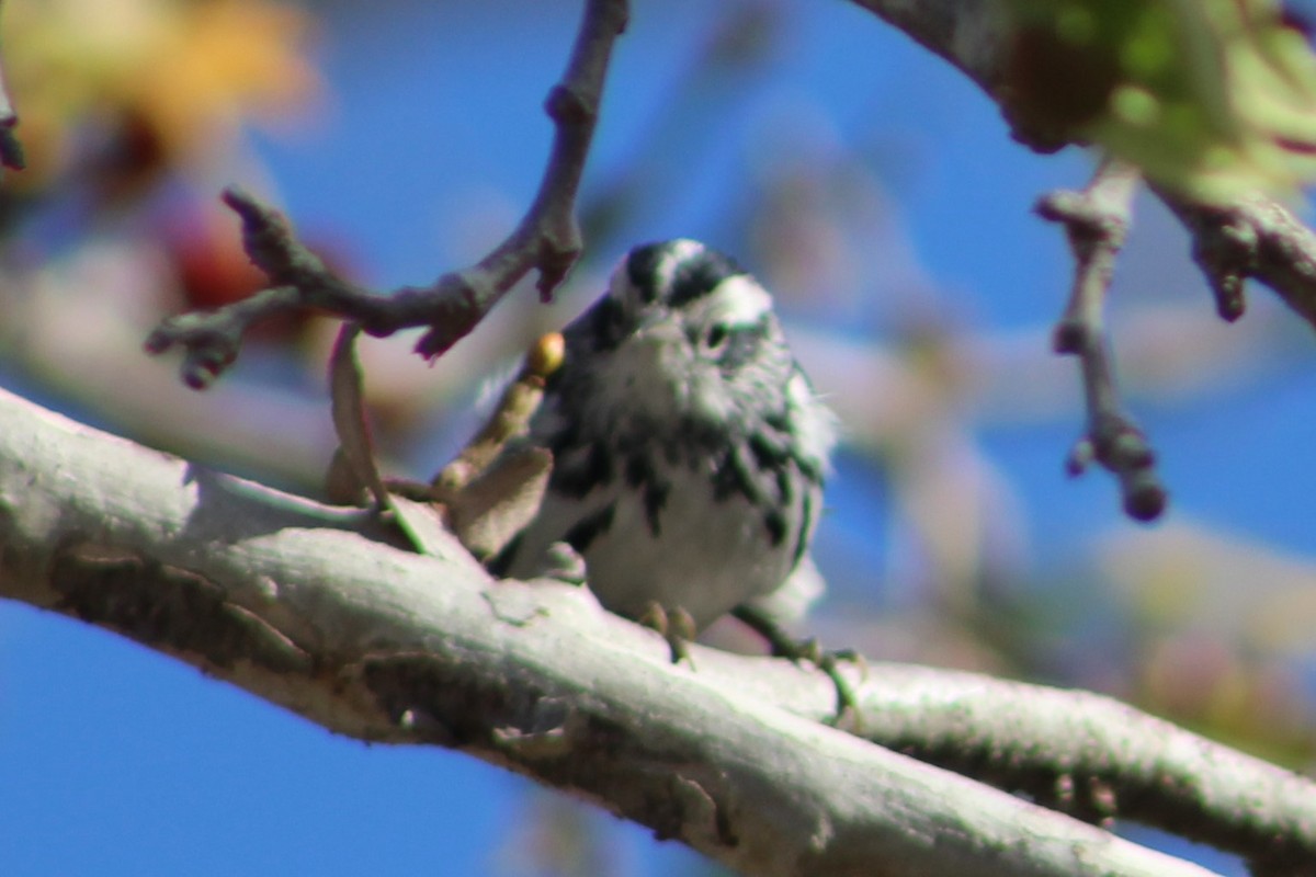 Black-and-white Warbler - ML86976501