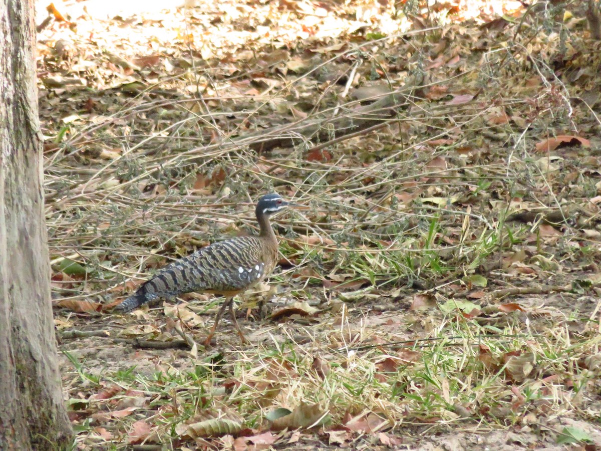 Sunbittern - ML86979601