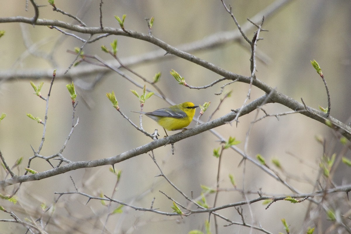 Blauflügel-Waldsänger - ML86982051