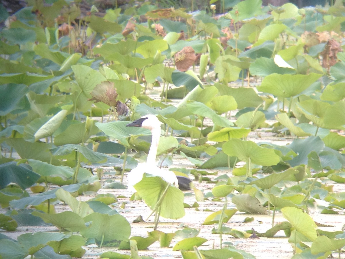 Trumpeter Swan - ML86983661