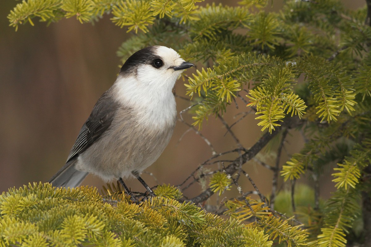 Canada Jay - ML86983731