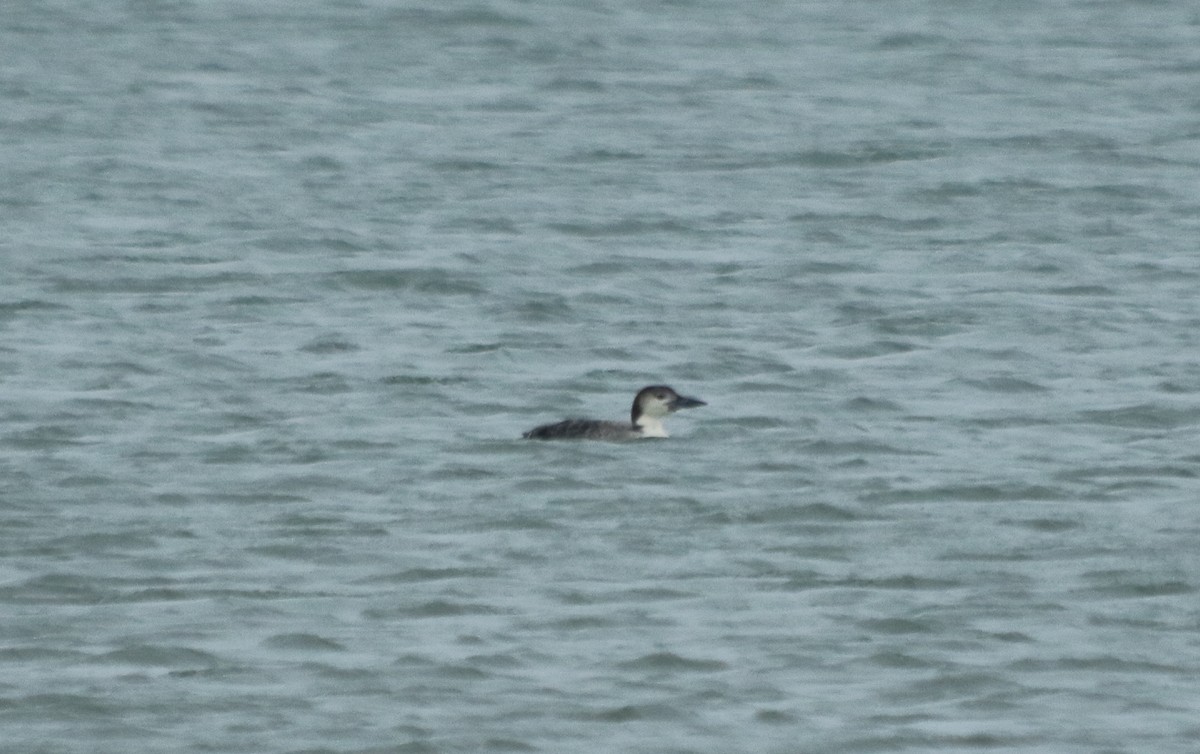 Common Loon - ML86984051