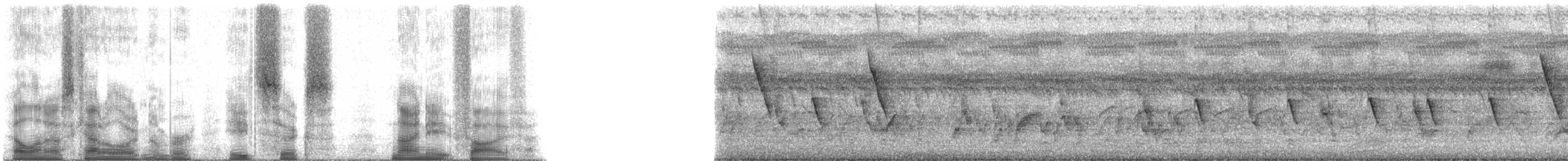 kobbersolfugl - ML86985