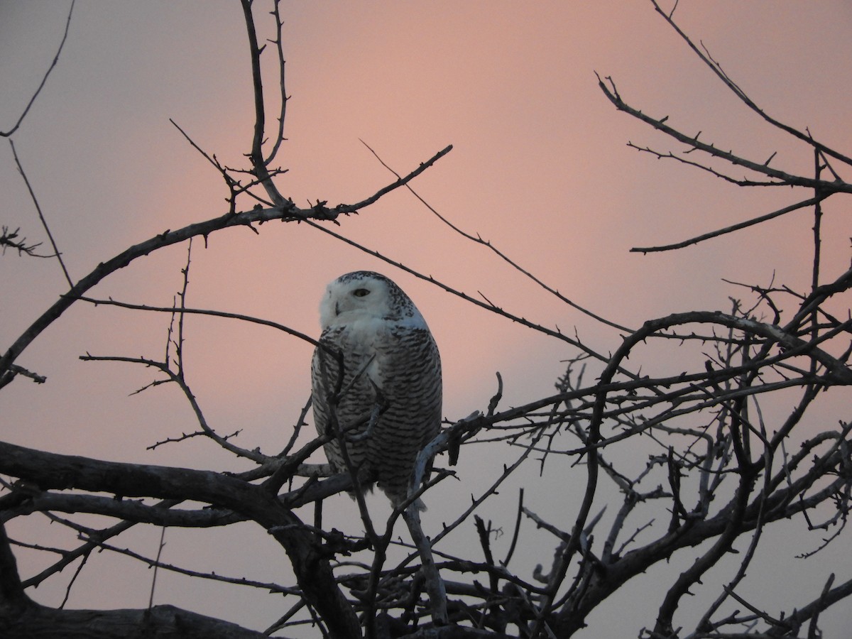 Snowy Owl - ML86986271