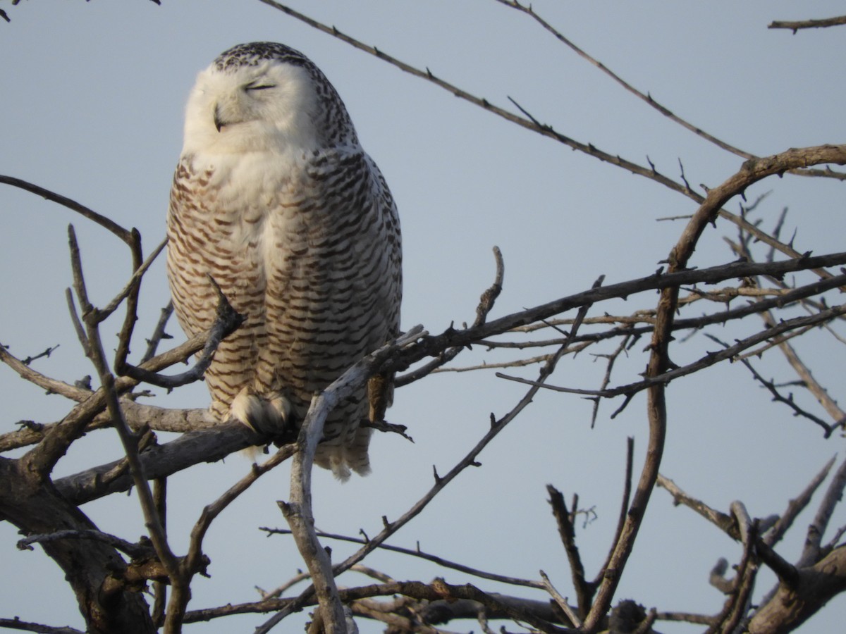 Snowy Owl - ML86986541