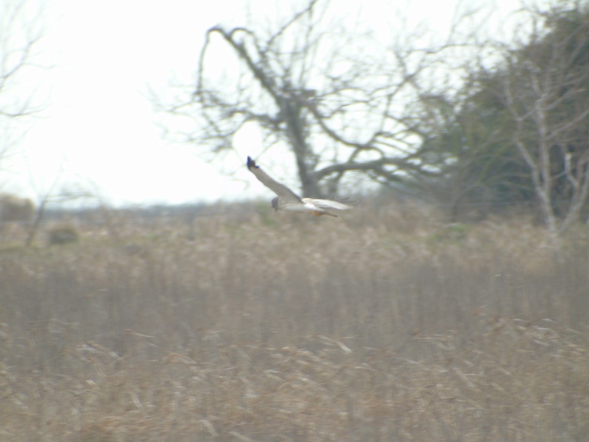 Northern Harrier - ML86988591