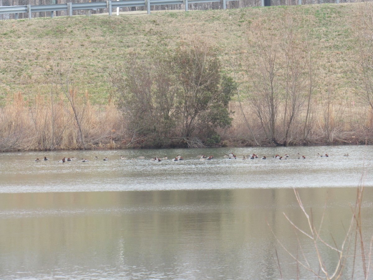 Rotkopfente - ML86989101