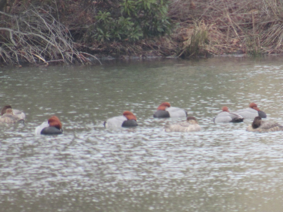 Rotkopfente - ML86989251