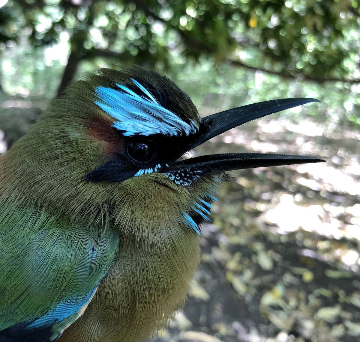 Turquoise-browed Motmot - ML86989481