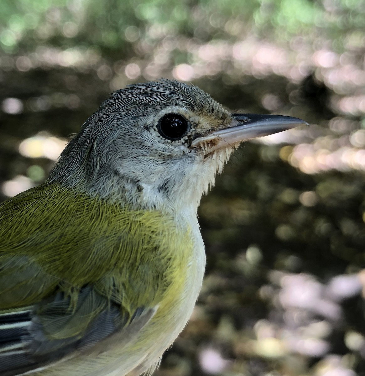 korthalevireo - ML86989561