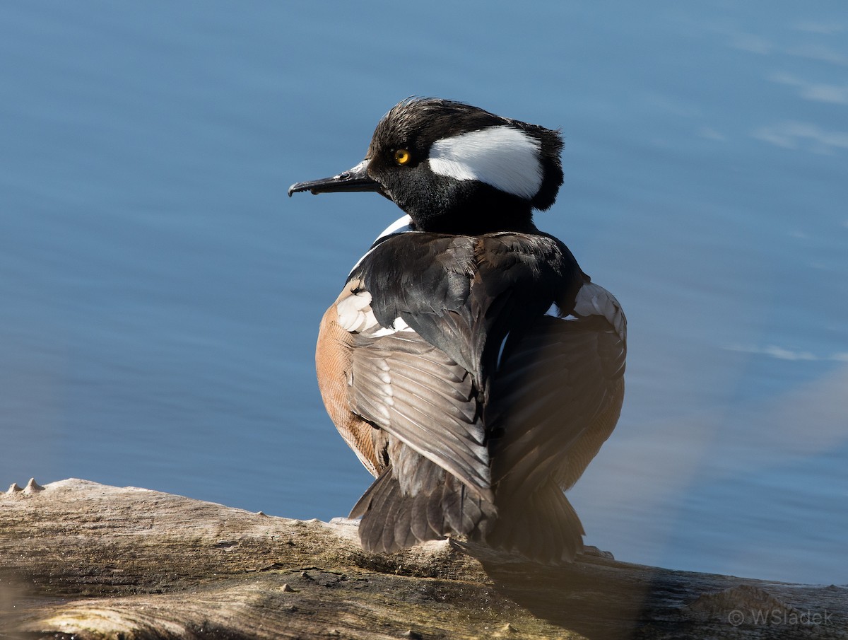 Hooded Merganser - Wayne Sladek