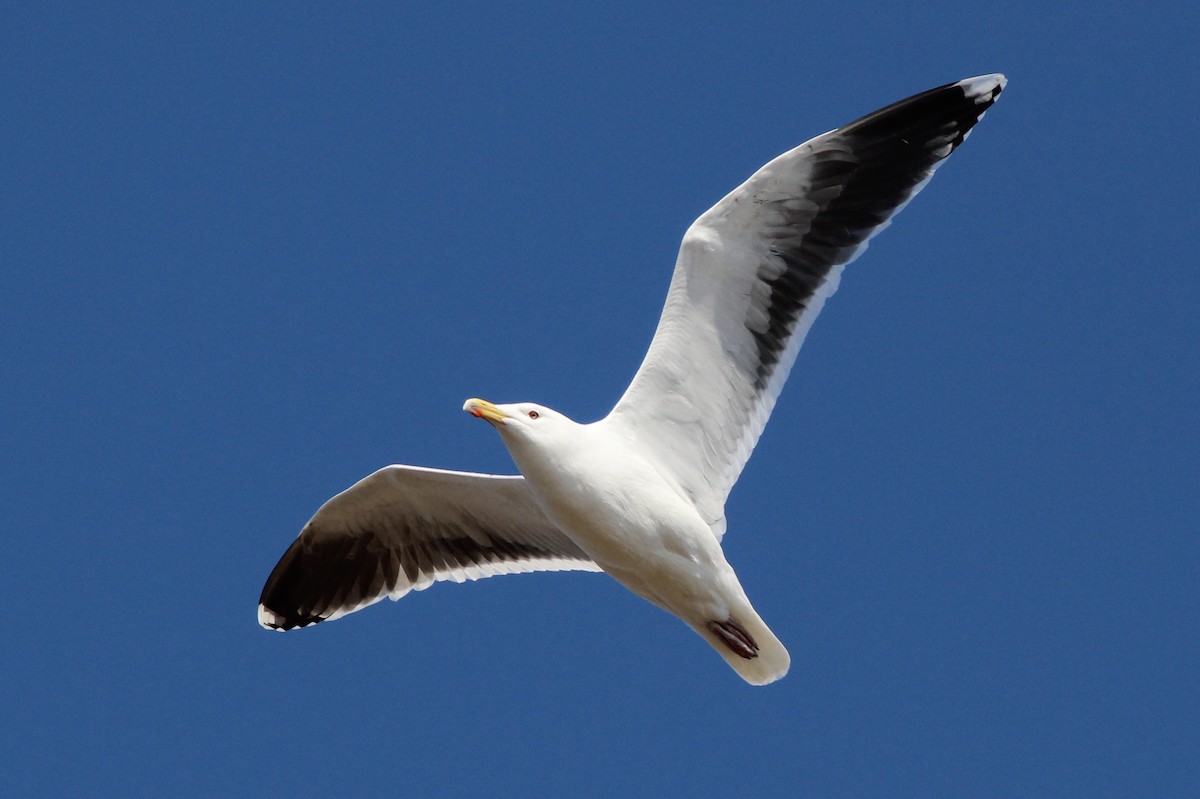 Great Black-backed Gull - ML86993791