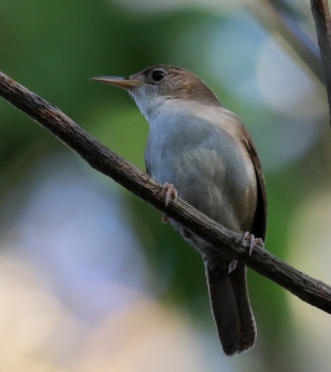 Cozumel Wren - Matthew Grube