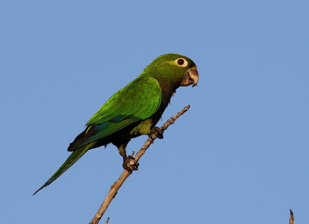 Olive-throated Parakeet - ML86994341