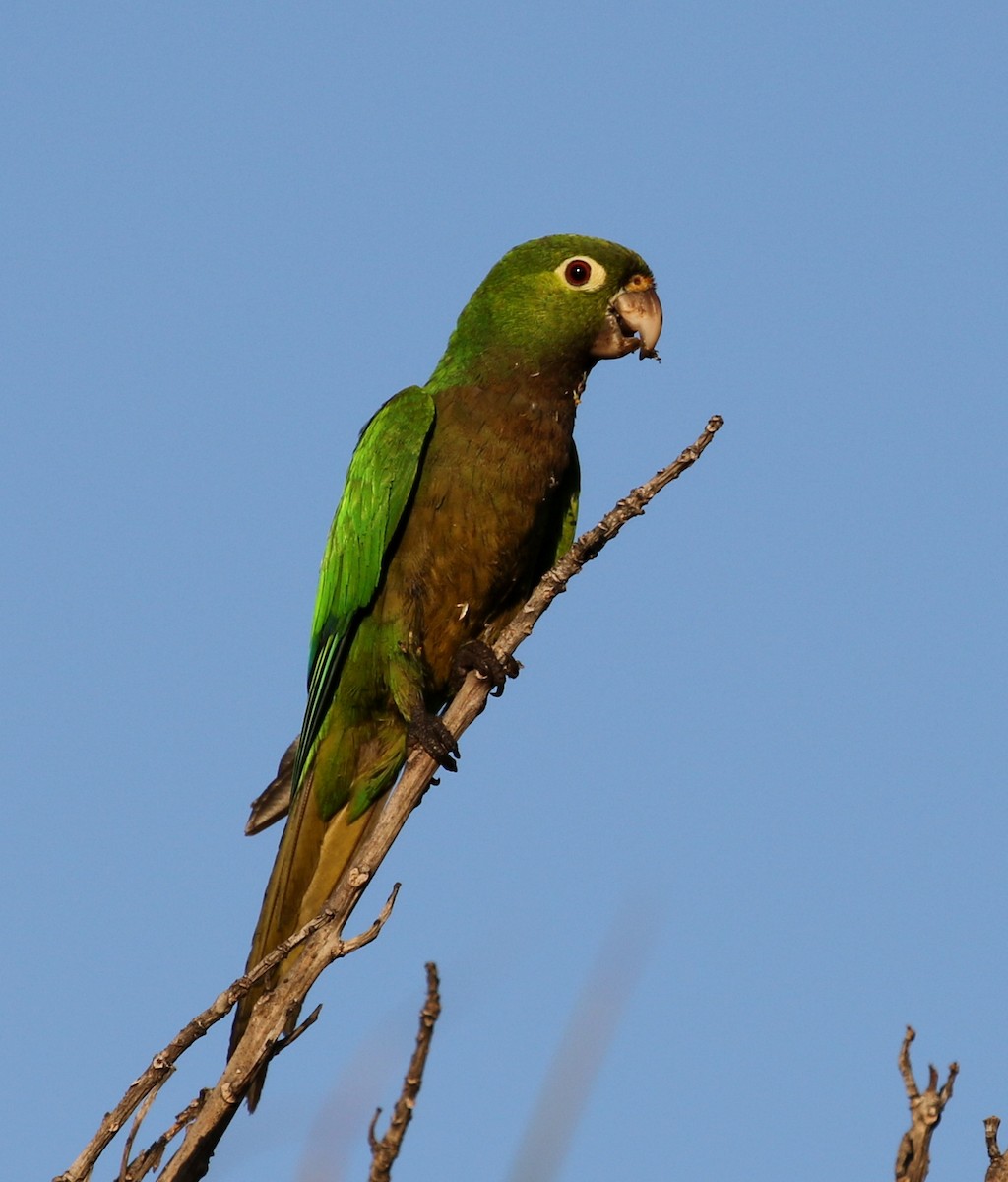 Conure naine - ML86994351