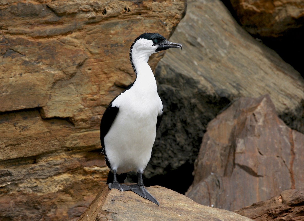Black-faced Cormorant - Anonymous
