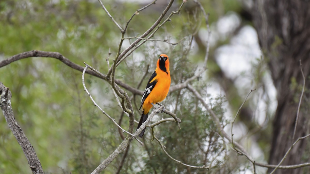 Altamira Oriole - Ulysses Ortiz