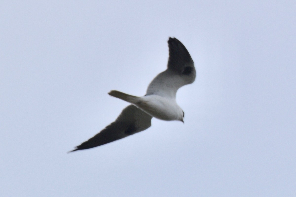 White-tailed Kite - Ulysses Ortiz