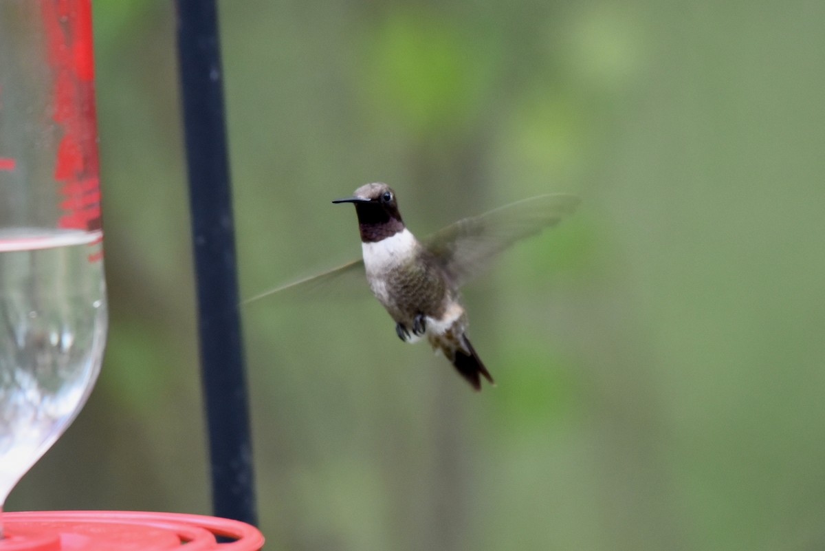 Black-chinned Hummingbird - Ulysses Ortiz