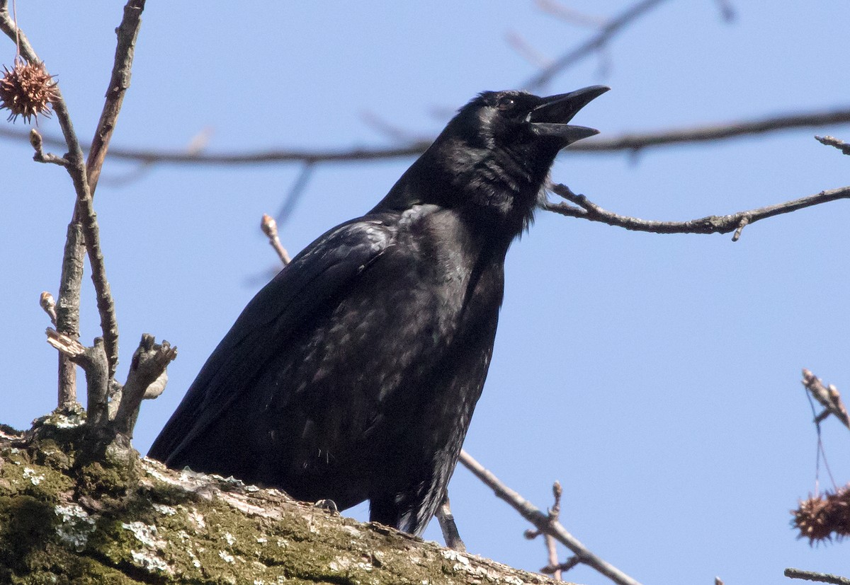 American Crow - ML87001351