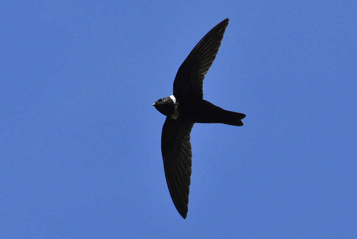 White-collared Swift - Steve Tucker