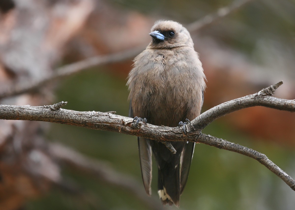 Dusky Woodswallow - ML87002421