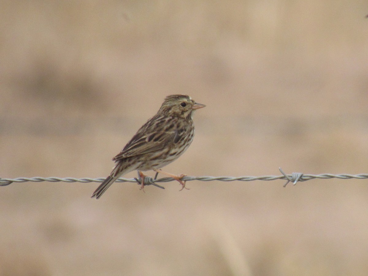 Savannah Sparrow - Diana Figueroa Egurrola