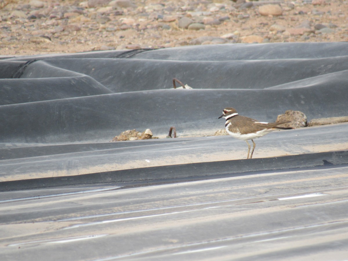 Killdeer - Diana Figueroa Egurrola