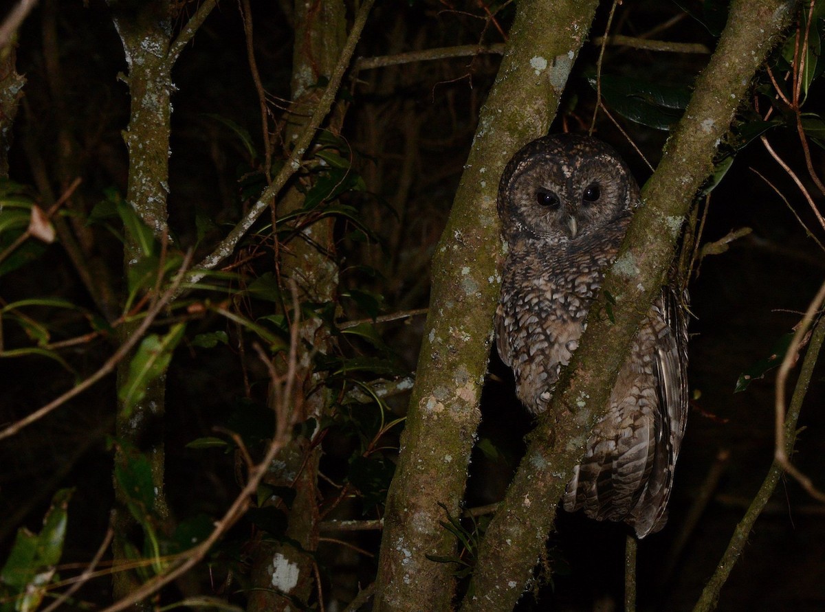 Himalayan Owl - Camake Chen