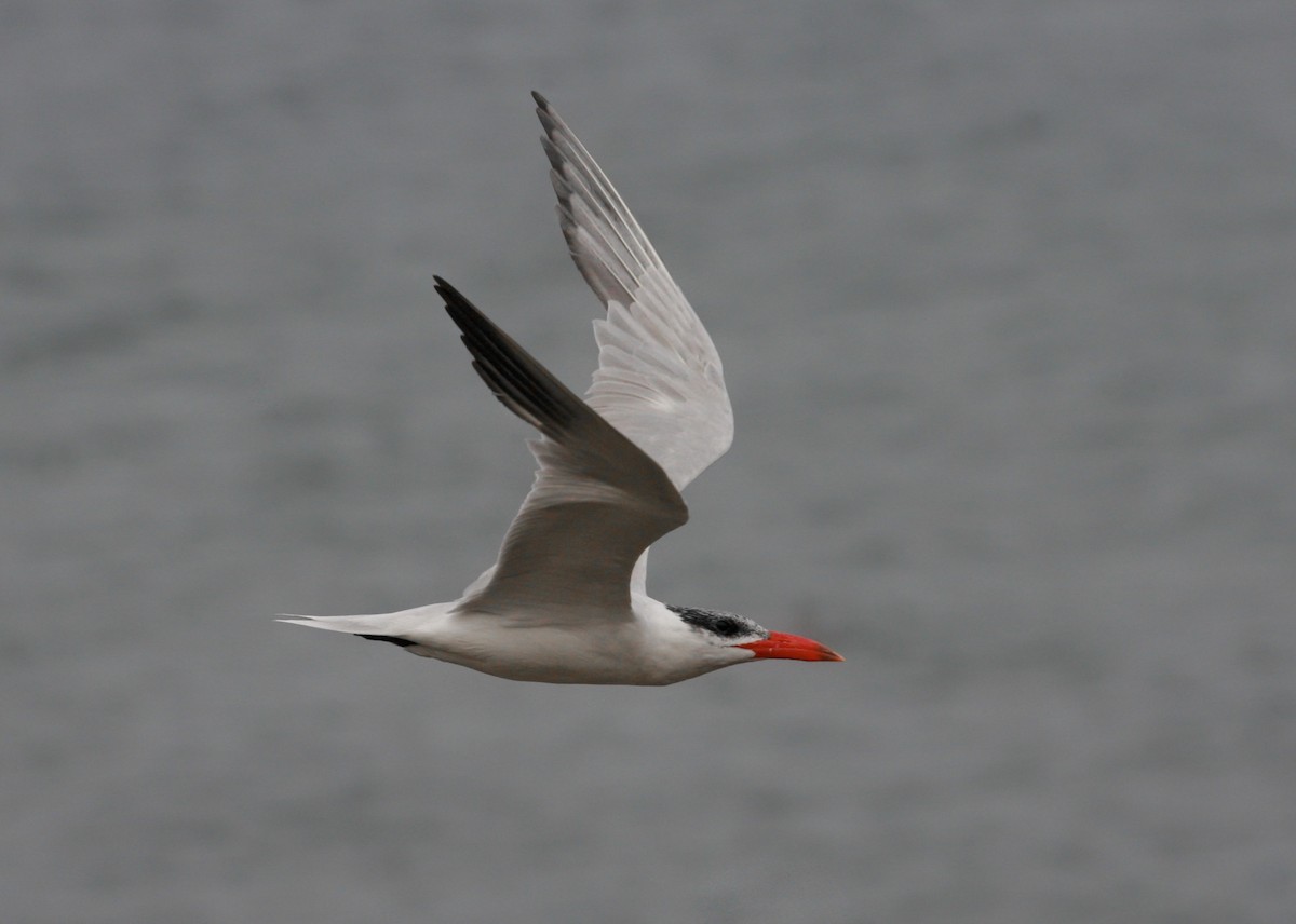 Caspian Tern - ML87004151