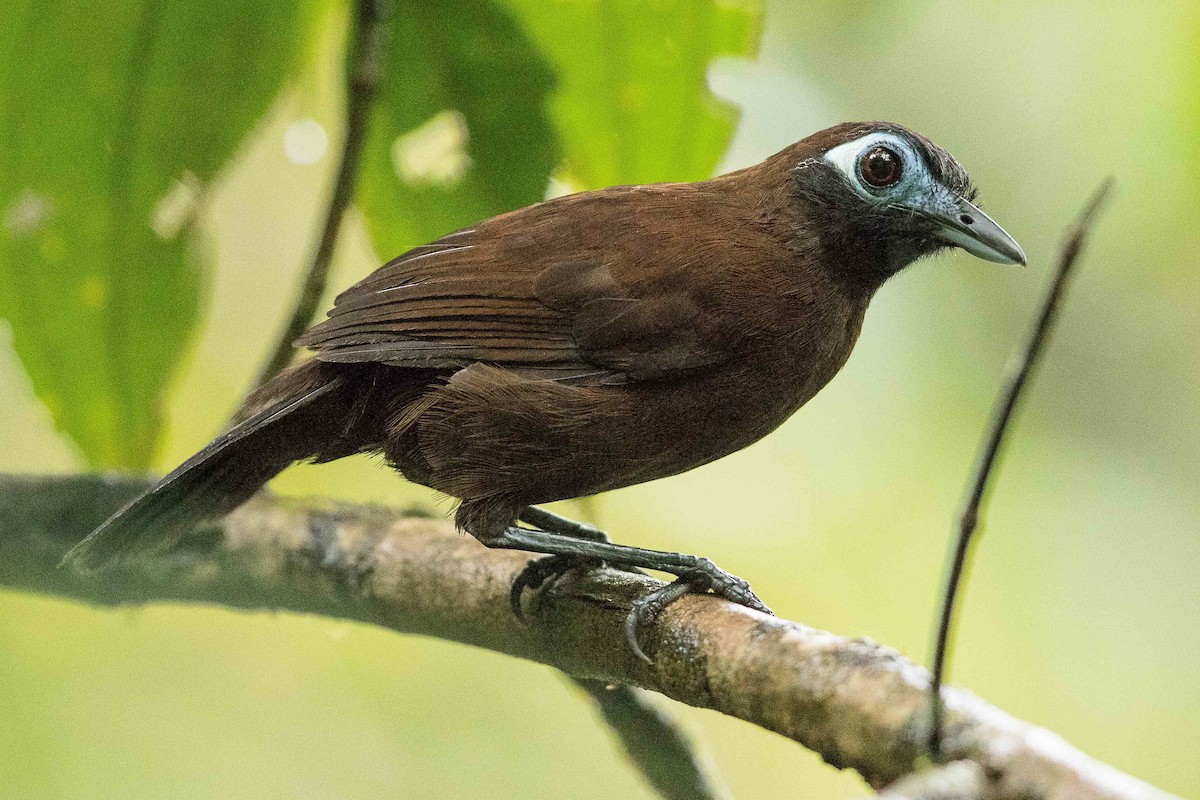 Zeledon's Antbird (Choco) - Eric VanderWerf