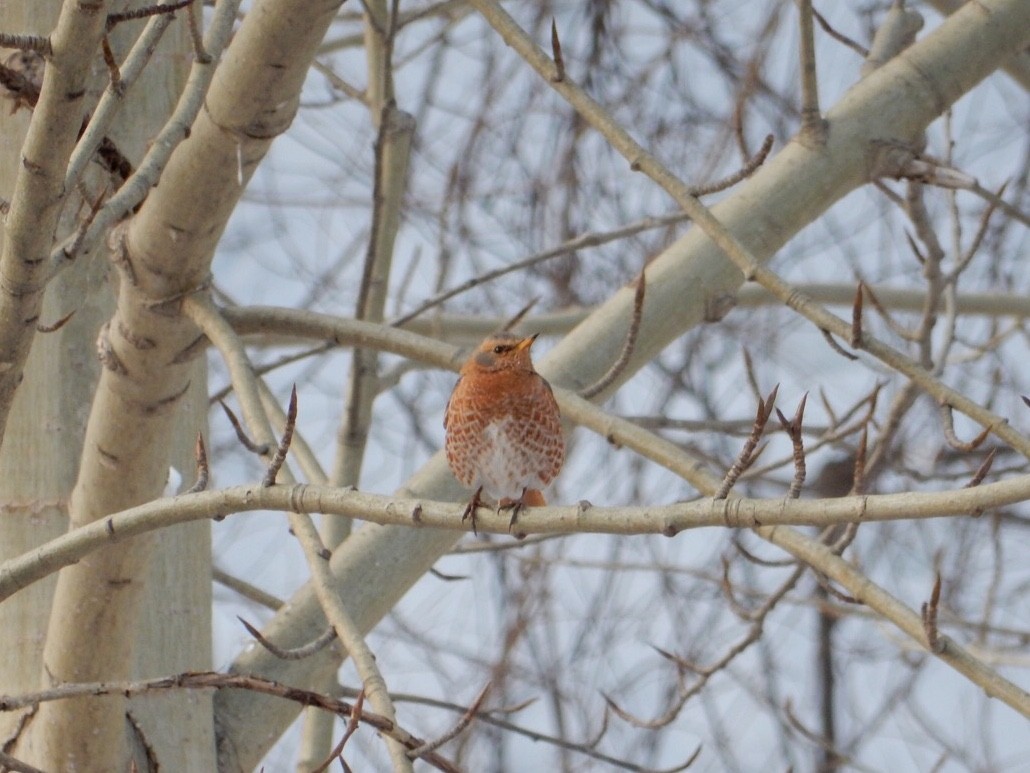 Naumann's Thrush - ML87008111