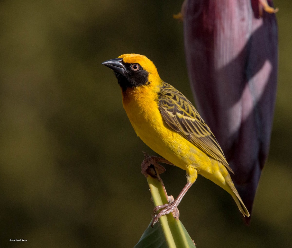 Speke's Weaver - Kevin Vande Vusse