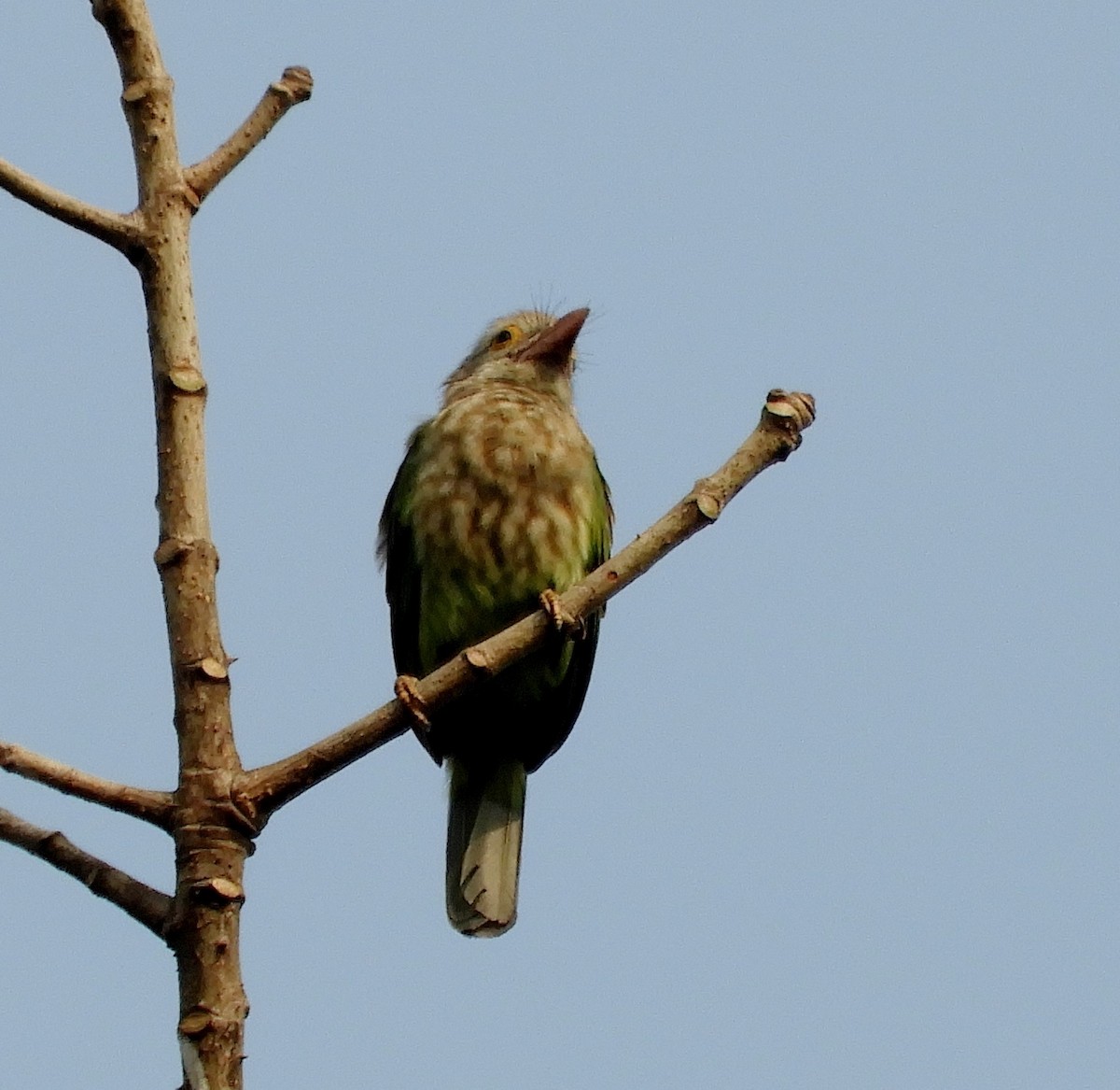 Lineated Barbet - ML87010691