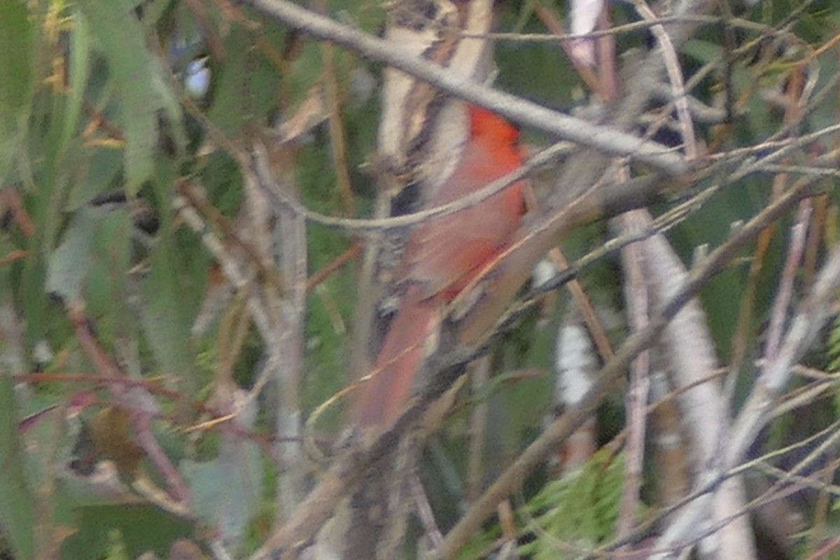 Cardinal rouge - ML87011141