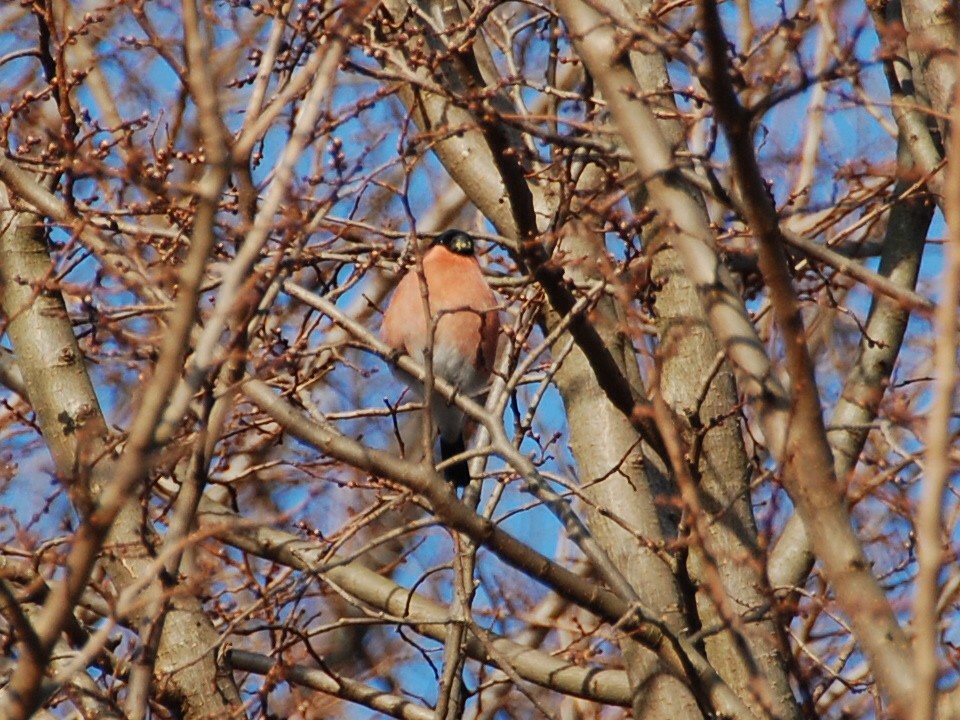 Eurasian Bullfinch - ML87011191