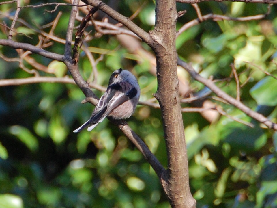 Long-tailed Tit - ML87011221