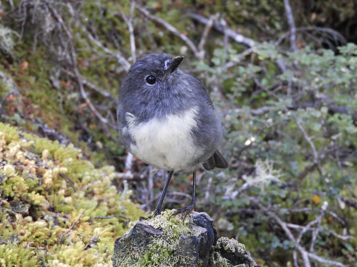 South Island Robin - ML87011921