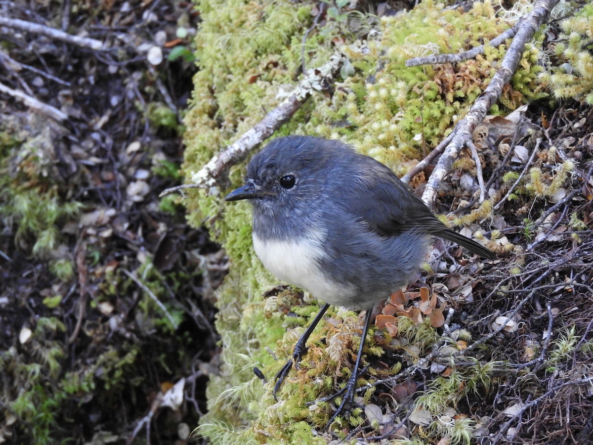 South Island Robin - ML87011941