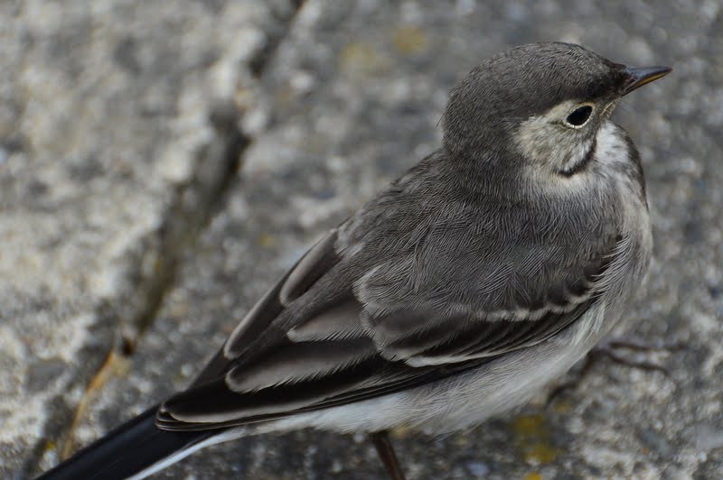 White Wagtail (British) - University College Dublin Bird Data