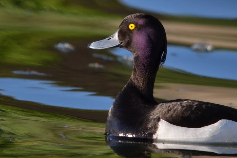 Tufted Duck - University College Dublin Bird Data
